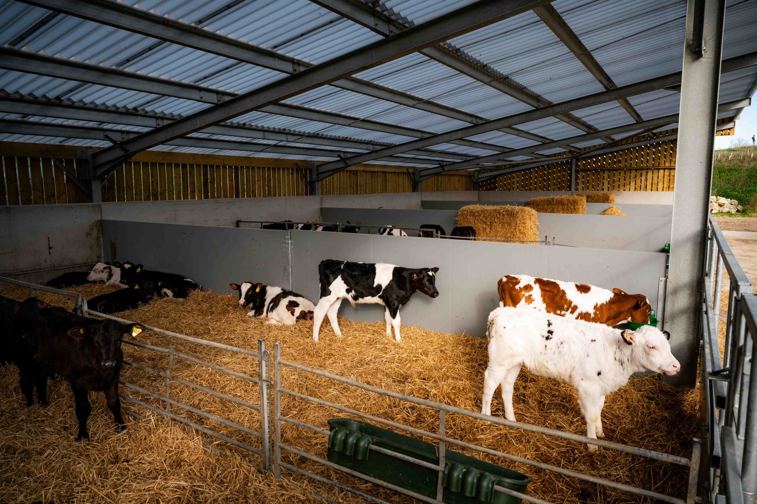 New Calf Housing Slashes Antibiotic Use Quality Equipment