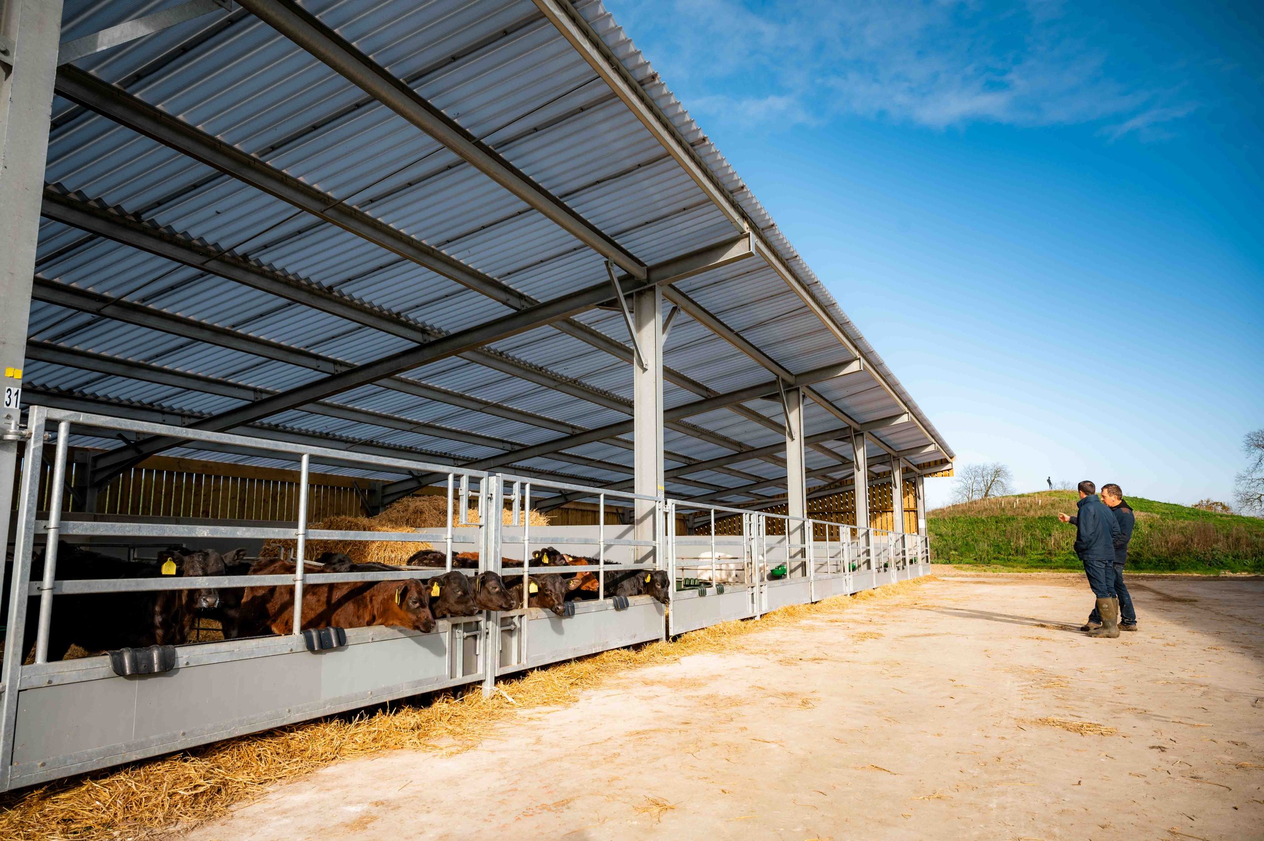 New Calf Housing Slashes Antibiotic Use Quality Equipment